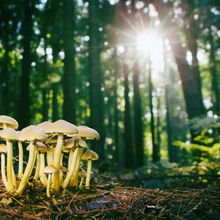 Load image into Gallery viewer, Hear Me Roar