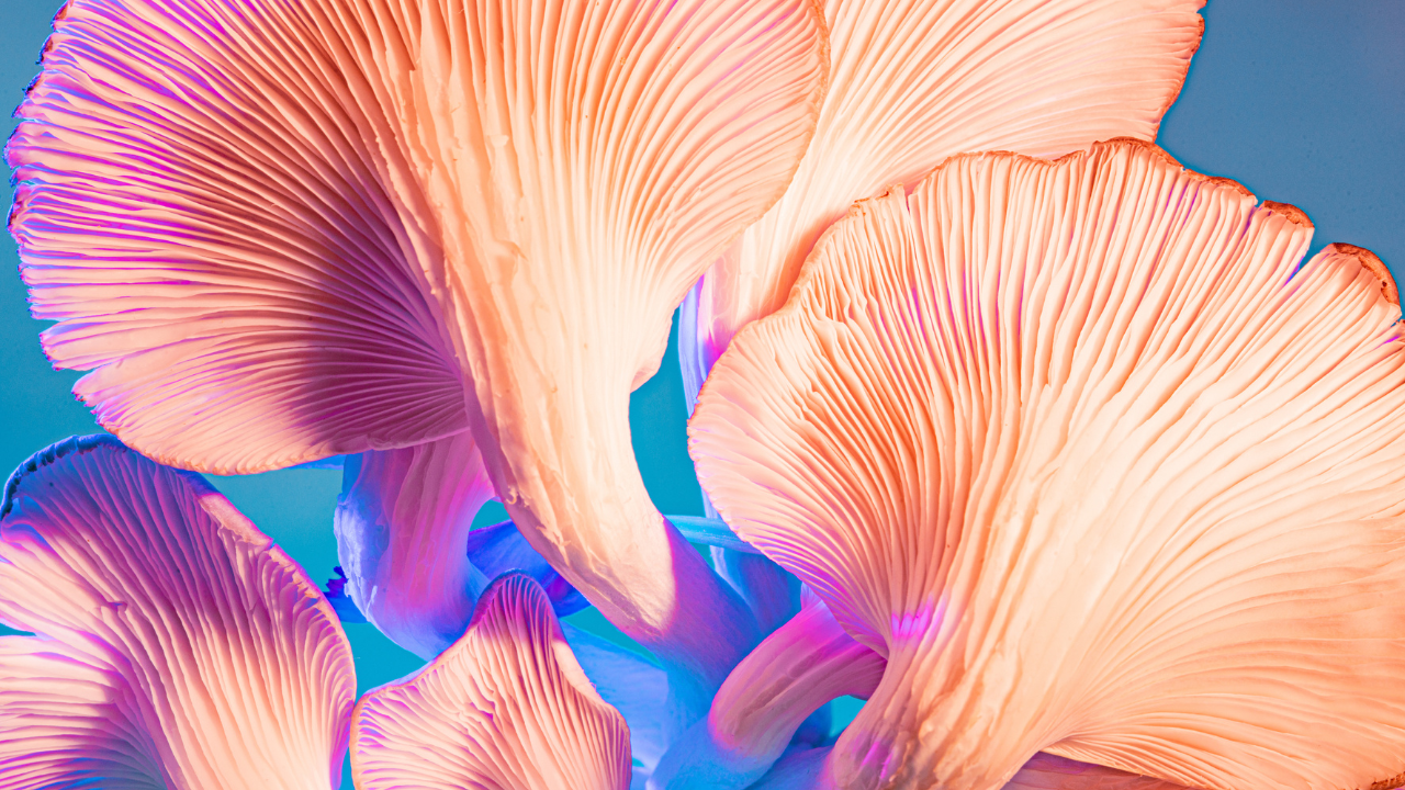 Adaptogenic mushrooms found in Hear Me Roar by dittoCSI