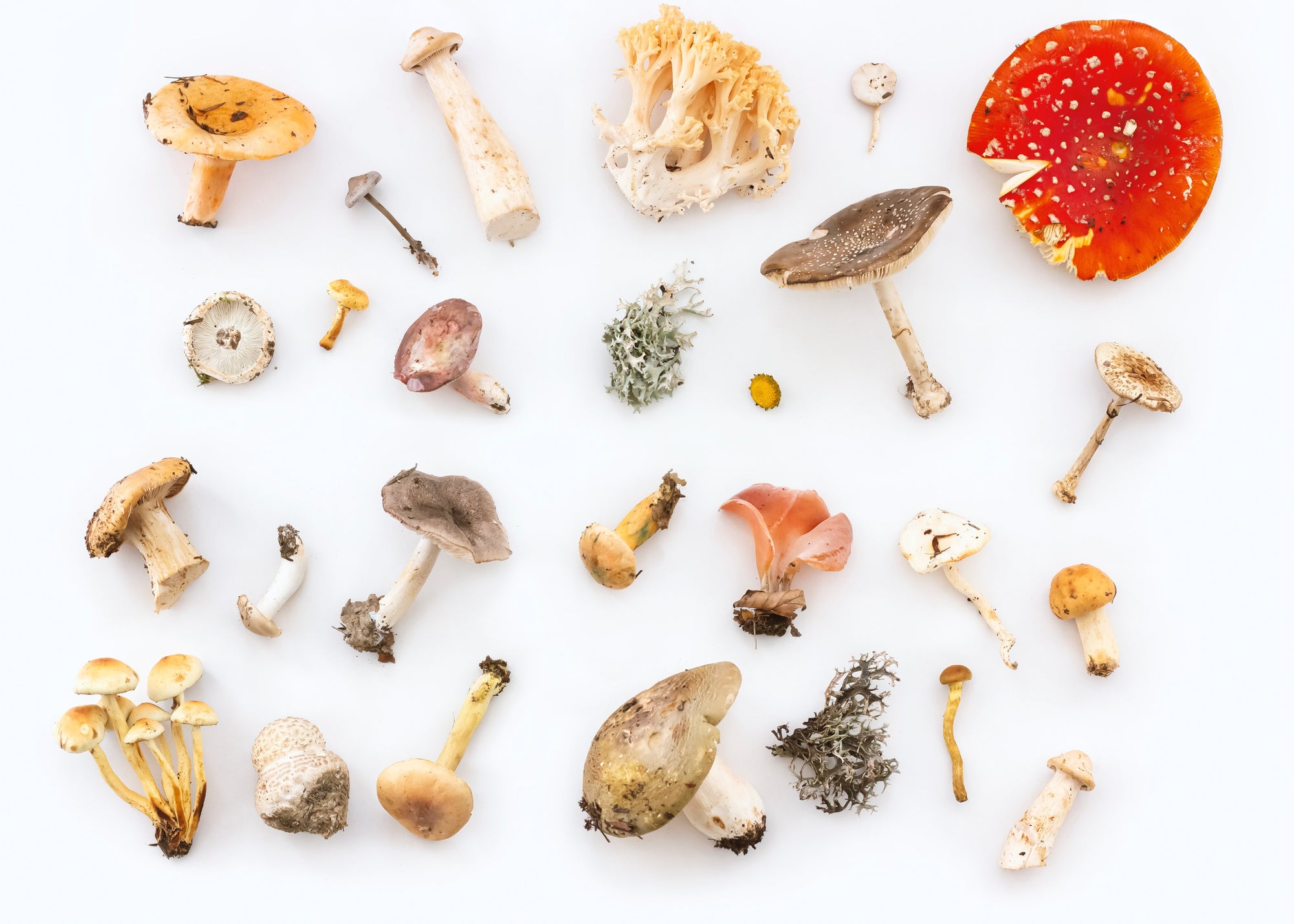 The Most Beneficial Mushrooms on Earth